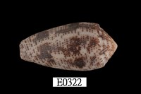 藏品(芋螺)的圖片